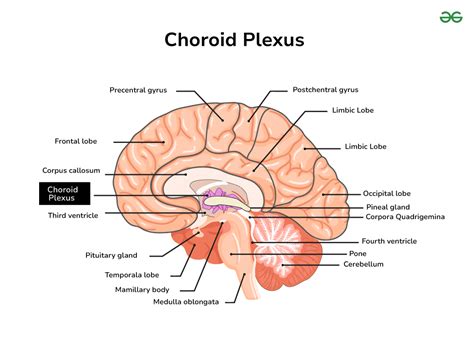 Overview Choroid Plexus - Location, Anatomy, and Diseases - GeeksforGeeks