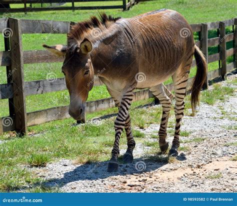 Zonkey stock photo. Image of nature, zebroid, farm, zonkey - 98593582