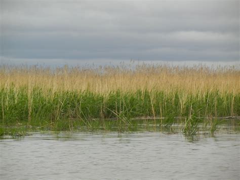 Saskatchewan River Delta | aquaticfoodwebslab