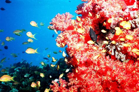 Free picture: major, tourist, attraction, coral, reefs, beaches, red, sea, Mediterranean
