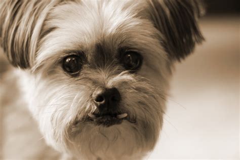 Amber | Amber is a Shih Tzu / Chihuahua mix. | Sinéad McKeown | Flickr