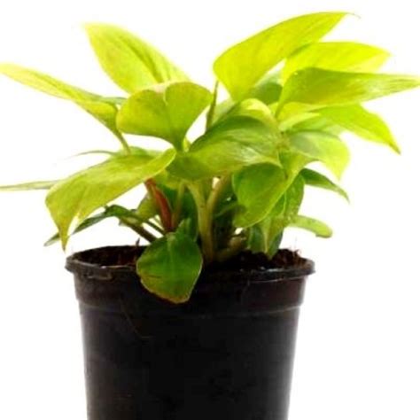 Buy Philodendron Golden plant online at cheap price on plantsguru.com