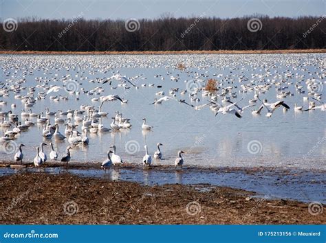 Snow geese migration. stock photo. Image of crowd, geese - 175213156