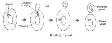 draw a diagram to show budding in yeast. - Brainly.in