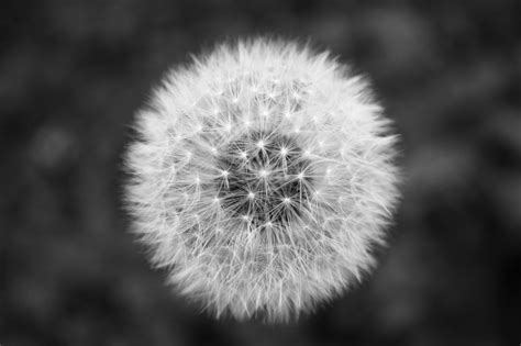 Dandelion Grayscale Photography · Free Stock Photo