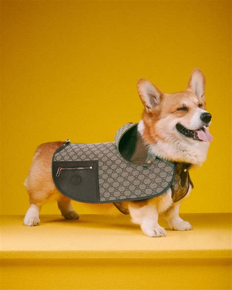 Gucci Pet Collection Campaign Dog Cat Photos