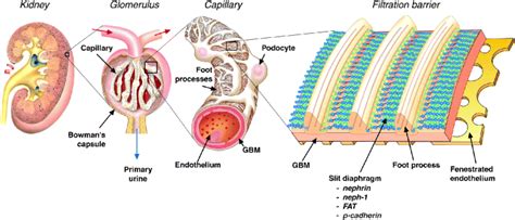 Glomerular Basement Membrane Layers