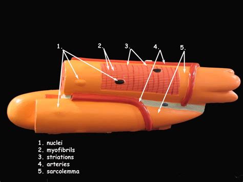 Skeletal Muscle Model Project