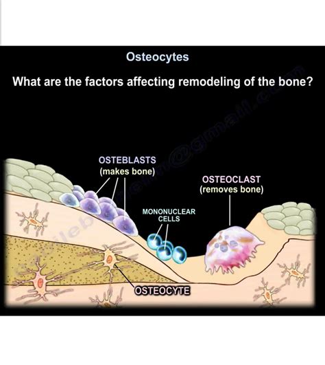 All about Osteocytes — OrthopaedicPrinciples.com