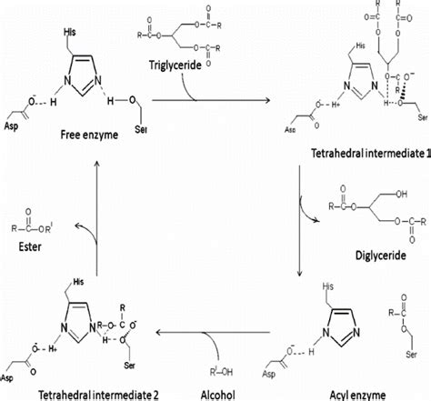 SOLVED: The picture of the mechanism of action of the lipase enzyme in the transesterification ...