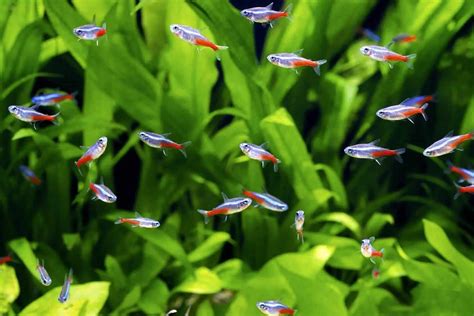 Neon Tetra Tropical Fish on Sale - cuaquatics.co.uk