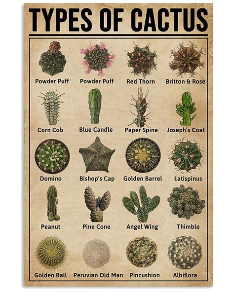 types of cacti - Google Search in 2020 | Cactus types, Cactus poster ...