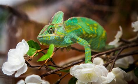 Green Chameleon · Free Stock Photo