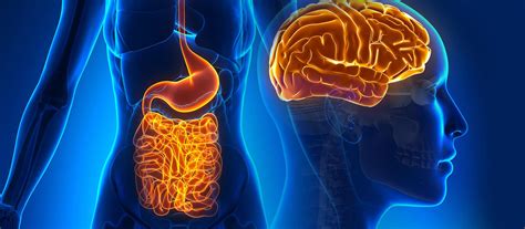 Want to Know Your Body’s Second Brain? Listen to Your Gut - Metabolic Meals - Blog