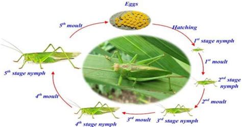 Grasshopper Life Cycle Stages