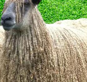 Wensleydale Sheep Origin, Characteristics, Wool Quality, Uses