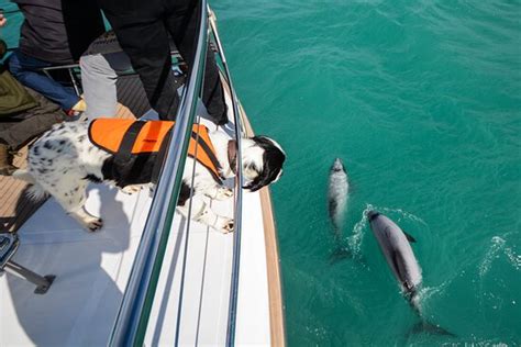 Akaroa Dolphins - All You Need to Know BEFORE You Go