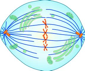 Overview of Mitosis: Mitotic Spindle & Phases of Chromosome Segregation ...