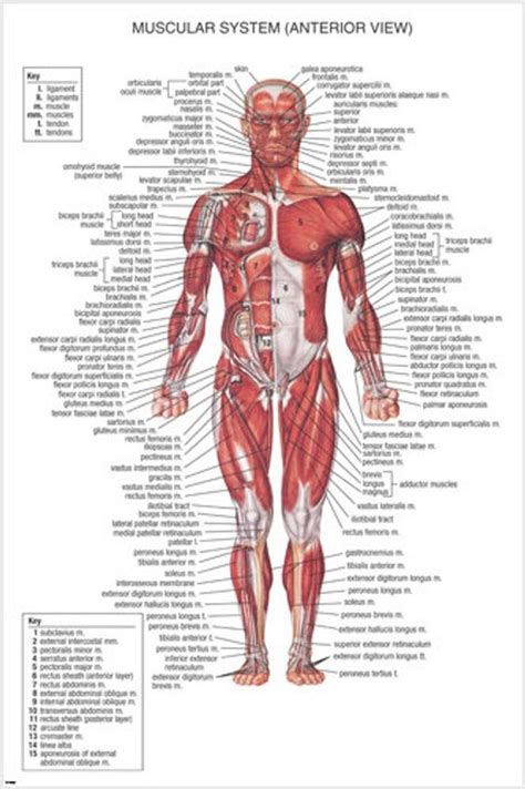 Labeled muscles of the human body