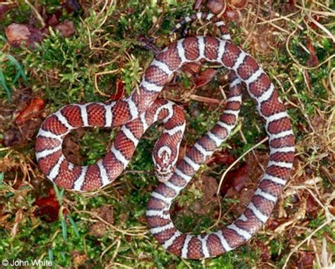 Eastern Milk Snake In Habitas Geographic Range ~ planetanimalzone