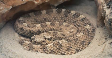 Sidewinder Pictures - AZ Animals