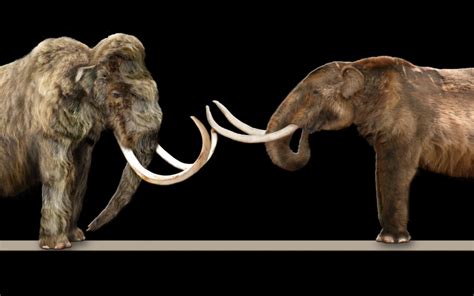 To clone a wooly mammoth | Joanna Lambert