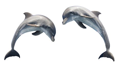 Dolphin PNG Image | Photo clipart, Dolphin images, Dolphins