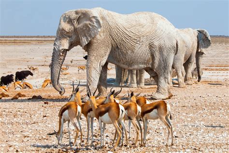 Etosha National Park Safari