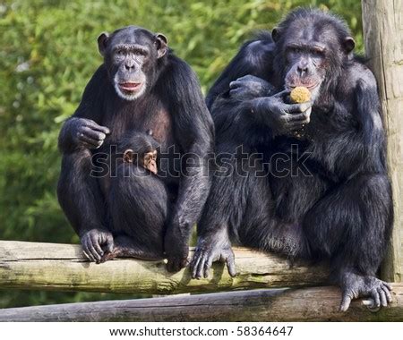 Family Of Chimpanzee Stock Photo 58364647 : Shutterstock