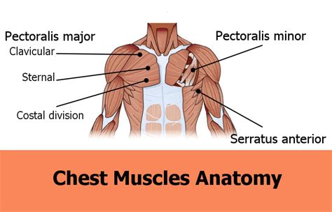 Chest Muscles Anatomy Drawing / Concept Conceptual 3d Chest Human ...