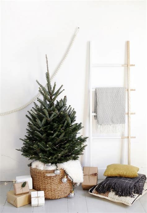 Real Potted Christmas Trees - Sustainable & Eco-Friendly