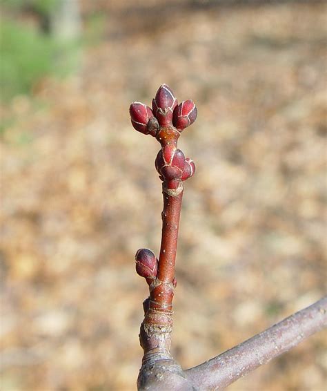 Sugar Maple Trees: Bright Red Leaves And Delicious Maple Syrup | Mast Producing Trees