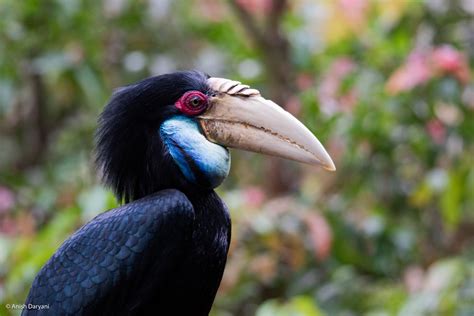 Wreathed Hornbill (female) by Anish Daryani on YouPic