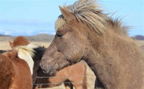 Strawberry Roan Horse: Colors, Genetics, and Breeds - Equine Desire