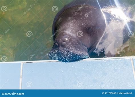 Amazonian manatee stock image. Image of calve, animal - 131785845