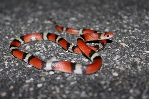 Scarletsnake – Florida Snake ID Guide