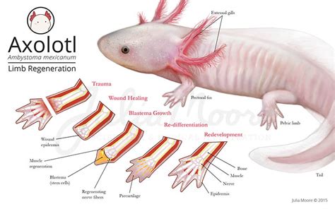 Can Axolotls Regenerate Lost Limbs? Unveiling Natures Astonishing Feat