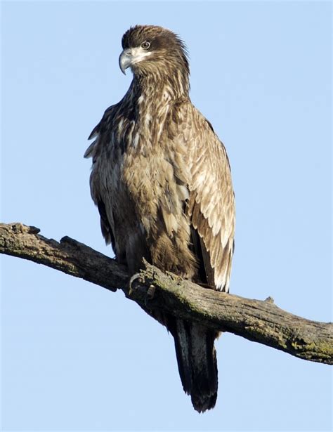 Juvenile Bald Eagle - FeederWatch