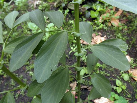 Vicia faba (Fabaceae) image 68169 at PhytoImages.siu.edu