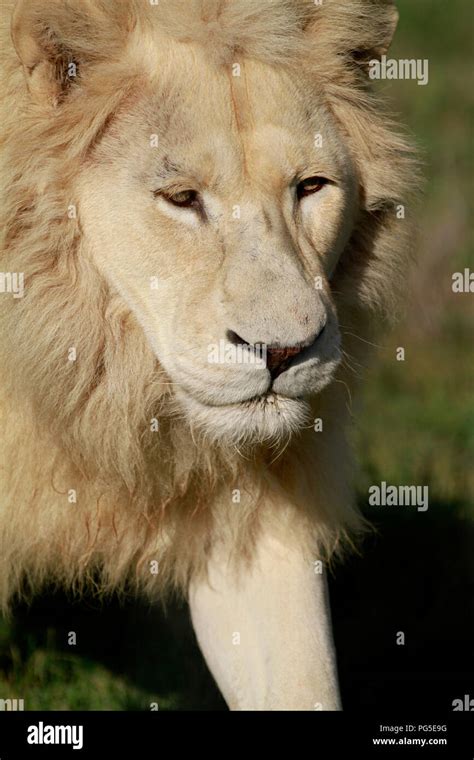 Male lion (Panthera leo) in the Drakenstein Lion Park, Klapmuts, South Africa Stock Photo - Alamy