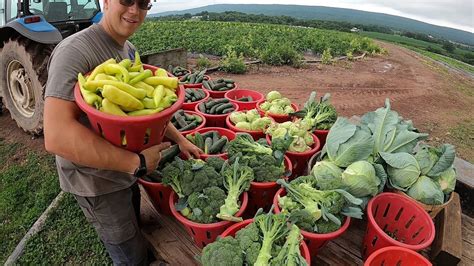 VEGETABLE FARMING IN AMERICA - YouTube