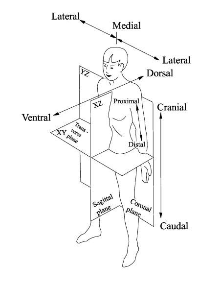 Cephalic, Caudal & Rostral in Anatomy | Definition & Examples - Lesson | Study.com