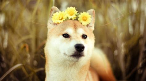 Shiba Inu Cute (#3252208) - HD Wallpaper & Backgrounds Download