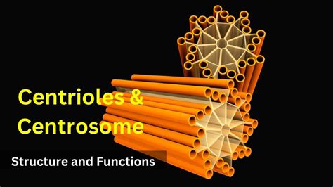 Centrioles structure and functions|| Centrosomes || Cilia and Flagella|Biology class 9| Cell ...