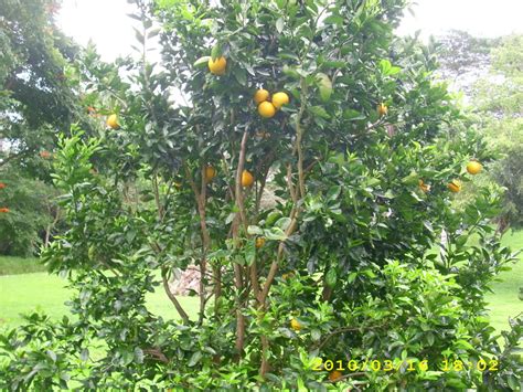 Grapefruit Tree Pictures, Information on Grapefruit Trees