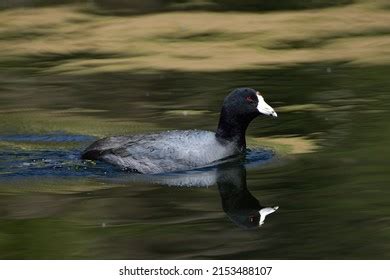 350 Old Coot Images, Stock Photos & Vectors | Shutterstock