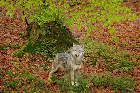 Gray Wolf, Canis Lupus, in the Spring Light, in the Forest with Green Leaves. Wolf in the Nature ...