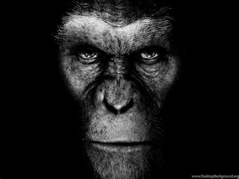 Monkey _ _ Background, Dark Monkey HD wallpaper | Pxfuel