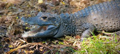 Definitive Guide To Orinoco Crocodile Facts, Habitat, Conservation Status, Zoo Populations ...