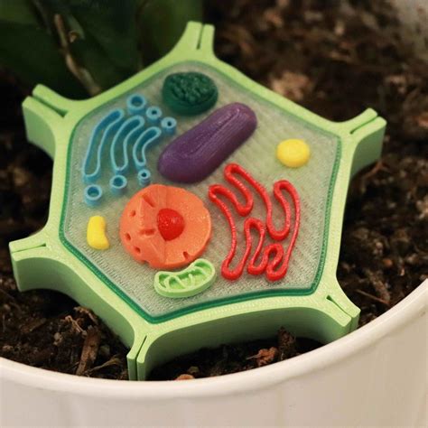 Free 3D file Plant Cell Model (8 Colors) 🌿・3D printer model to download・Cults